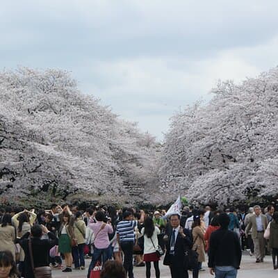 Conquer Tokyo's Best Cherry Blossom Viewing Spots in One Day 2