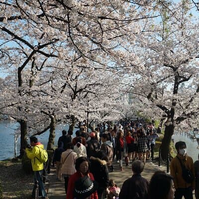 Conquer Tokyo's Best Cherry Blossom Viewing Spots in One Day 4