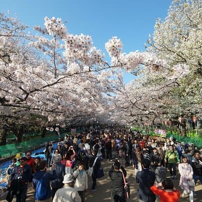 Conquer Tokyo's Best Cherry Blossom Viewing Spots in One Day 3