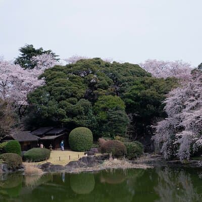Conquer Tokyo's Best Cherry Blossom Viewing Spots in One Day 5