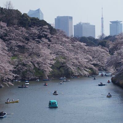 Conquer Tokyo's Best Cherry Blossom Viewing Spots in One Day