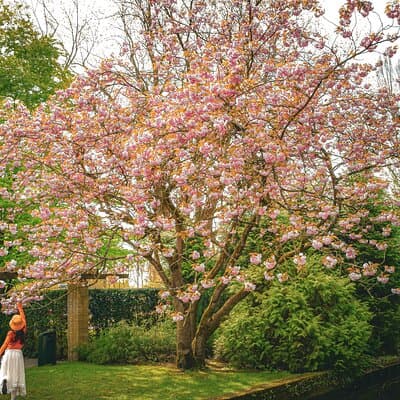 Keukenhof Luxury Private tour w. Canal Cruise & Tulip Experience 5