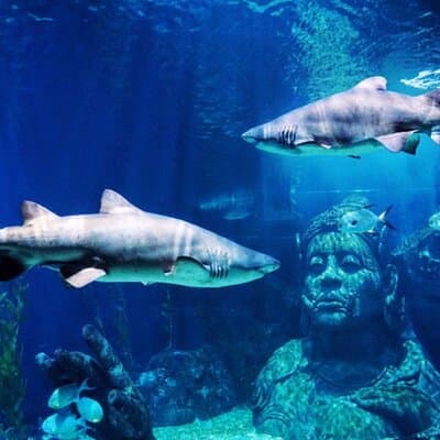 SEA LIFE Bangkok Ocean World Ticket