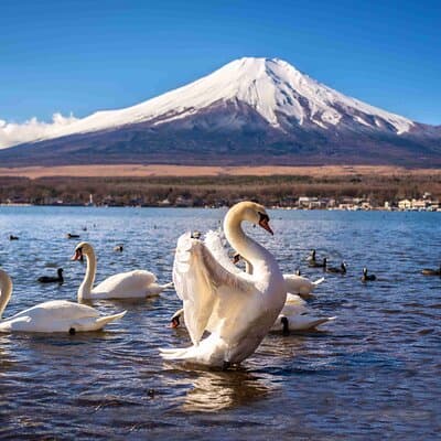 Mt Fuji Kawaguchi or Hakone customize private charter car service