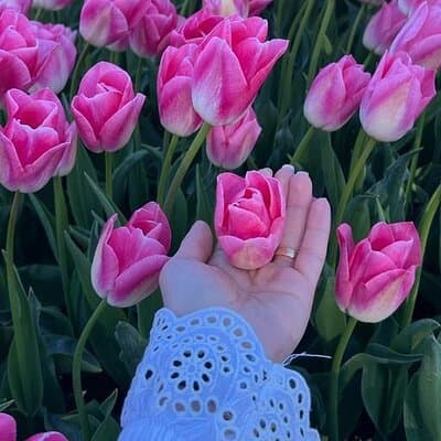 Private Tour in Van from Amsterdam to Keukenhof & Tulip Fields