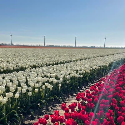 Private Tour in Van from Amsterdam to Keukenhof & Tulip Fields 5