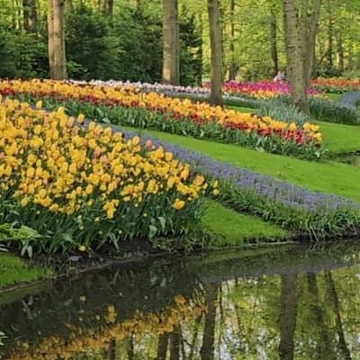 Private Tour in Van from Amsterdam to Keukenhof & Tulip Fields 4