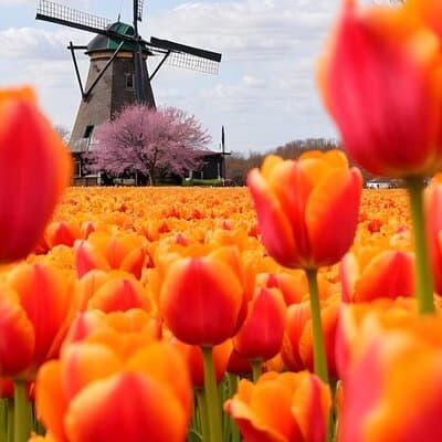 Amsterdam: Private Tour Windmills, Castle and Volendam