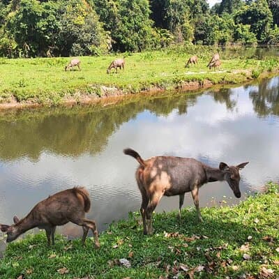 Khao Yai Waterfalls and Wilderness Private Chartered Tour 4