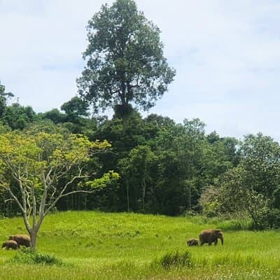 Khao Yai Waterfalls and Wilderness Private Chartered Tour