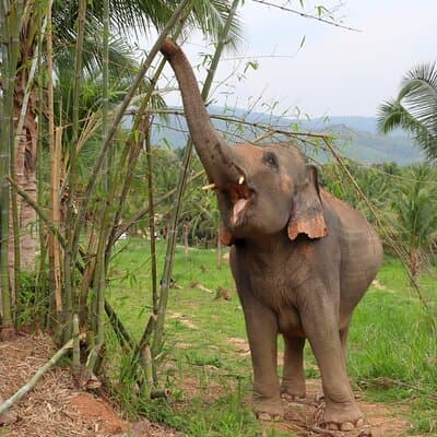 Living Green Elephant Sanctuary Tour from Bangkok and Pattaya 3