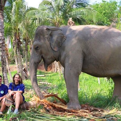 Living Green Elephant Sanctuary Tour from Bangkok and Pattaya 2