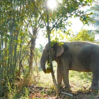 Living Green Elephant Sanctuary Tour from Bangkok and Pattaya 4