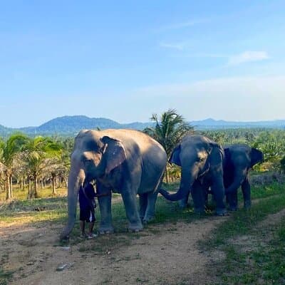 Living Green Elephant Sanctuary Tour from Bangkok and Pattaya 5