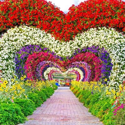 Dubai Miracle Garden Tickets with Round Trip Transfer 2