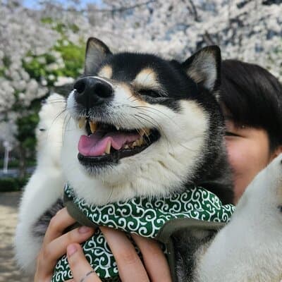 Yasukuni Shrine Shiba Inu Walk: Explore Tokyo’s Quiet Side 3