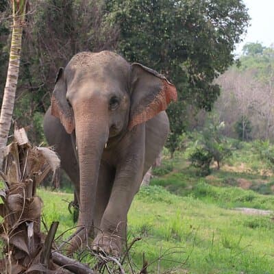 Living Green Elephant Sanctuary Experience near Bangkok & Pattaya 4