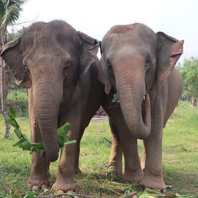 Living Green Elephant Sanctuary Experience near Bangkok & Pattaya 3