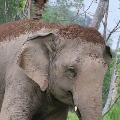 Living Green Elephant Sanctuary Experience near Bangkok & Pattaya 5