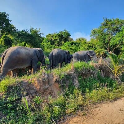 Living Green Elephant Sanctuary Experience near Bangkok & Pattaya 2