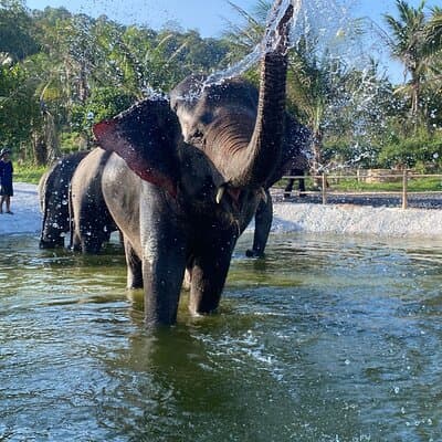 Living Green Elephant Sanctuary Experience near Bangkok & Pattaya