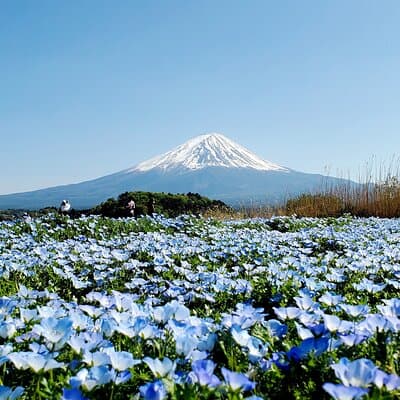 3 Days Tokyo, Mt. Fuji and Hakone Private Tour from Tokyo