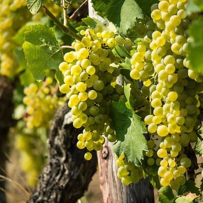 Chablis-Burgundy Wine Day from Paris with 8 Tastings & Lunch 3