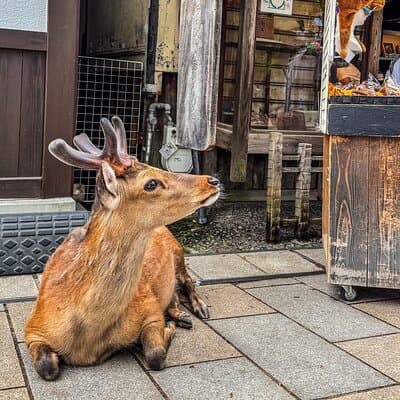 Super Express Nara & Kyoto Private 1-Day Tour from Tokyo 5
