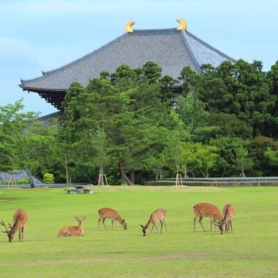 Super Express Nara & Kyoto Private 1-Day Tour from Tokyo 2