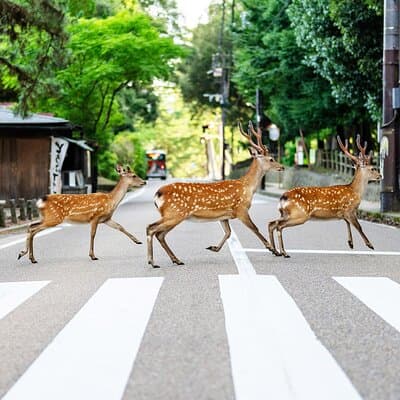 Super Express Nara & Kyoto Private 1-Day Tour from Tokyo
