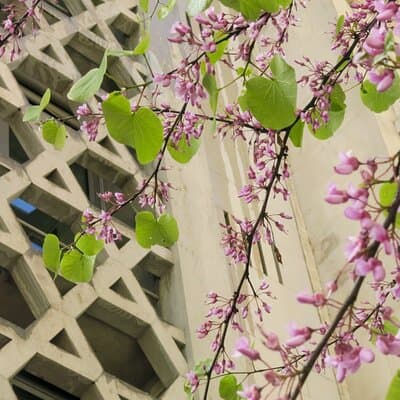 Jewish History Tour of Le Marais 2