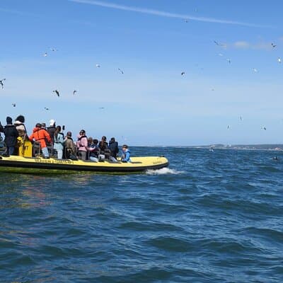 Lisbon Dolphin Watching Ocean Safari 2