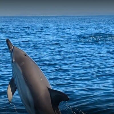 Lisbon Dolphin Watching Ocean Safari 3