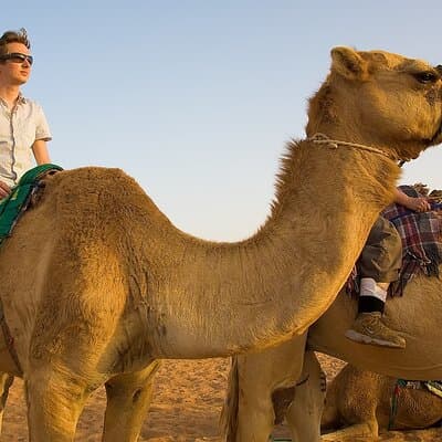 Dubai Morning Safari with 25 Mints Camel ride & Sand Boarding 5