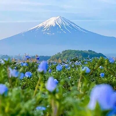 Mt Fuji Pilgrimage Full Day Tour with 7 Must See Scenic Spots