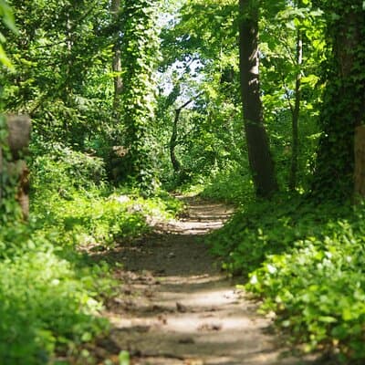 Roots the Path of the Last Table