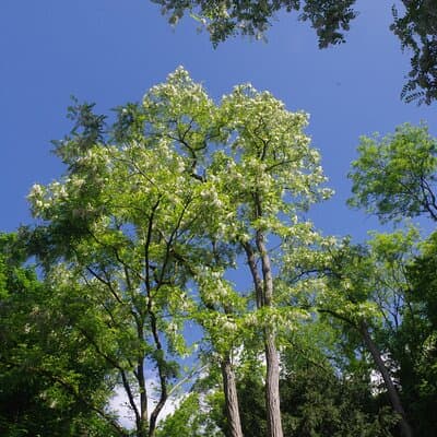 Roots the Path of the Last Table 3