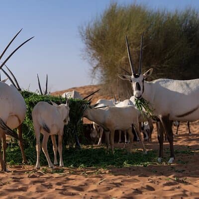 57 Night Heritage Desert Experience 4