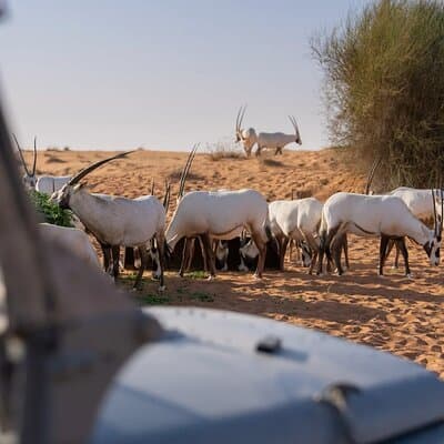 57 Night Heritage Desert Experience 5