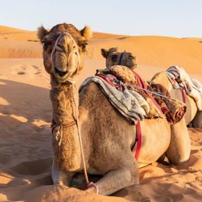Desert Safari Dubai with Live Shows, Dune Bashing & BBQ Dinner 3