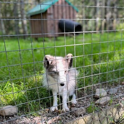 Sydney City Roots and Wildlife Trails of Cape Breton Island 3