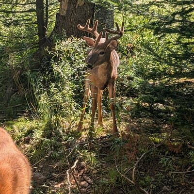 Sydney City Roots and Wildlife Trails of Cape Breton Island 2