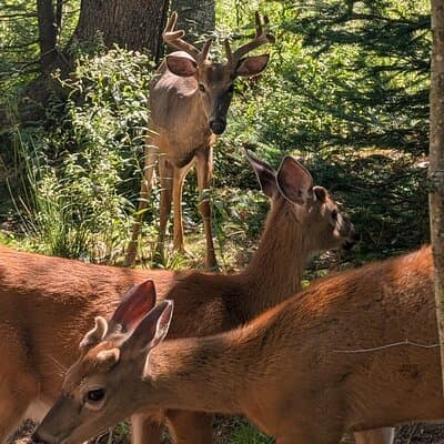 Sydney City Roots and Wildlife Trails of Cape Breton Island 4