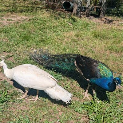 Sydney City Roots and Wildlife Trails of Cape Breton Island 5