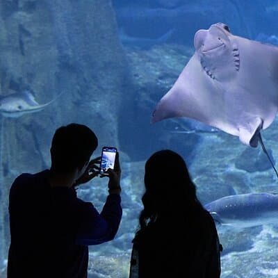 Istanbul Aquarium and Shopping Tour with Hotel Transfers 5