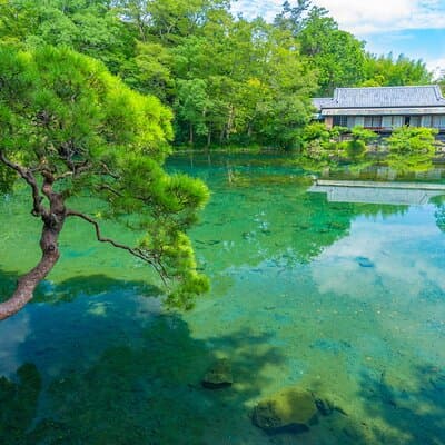 Bullet Train Experience & Mishima Shrine Private Tour from Tokyo 2