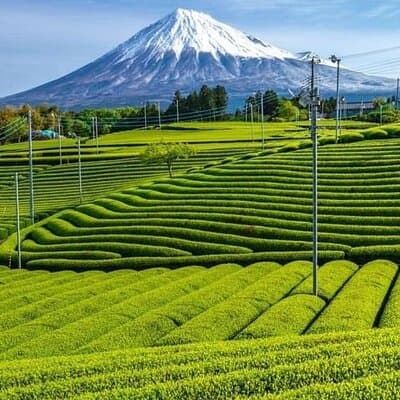 Tokyo to Mount Fuji Private Guided Experiences 5