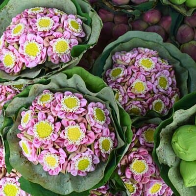 Bangkok Lotus Fields, Orchid Farm, and Flower Market Tour