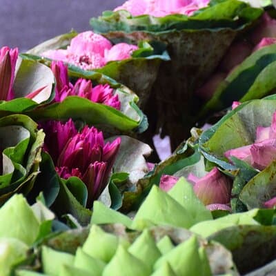 Bangkok Lotus Fields, Orchid Farm, and Flower Market Tour 4