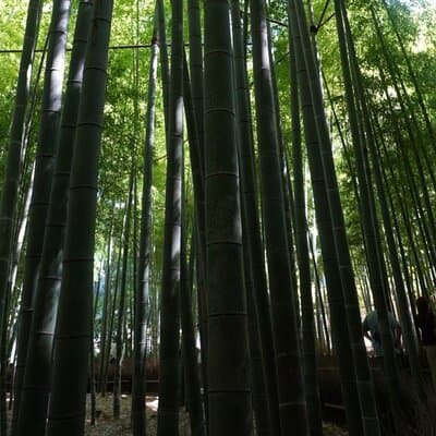 Private Kamakura Early Morning Tour (Tokyo Departure Available) 5